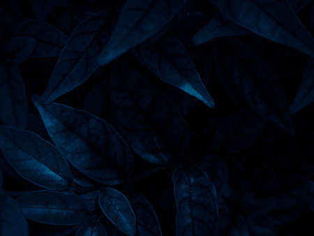 Beautiful abstract color black and blue leaves texture, blue backgroundの写真素材