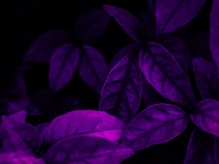 Purple leaves on black background. Natural floral background. Abstract background.