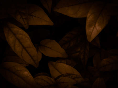 Beautiful abstract black yellow flowers on black background, gold flower frame,brown leaves texture,...