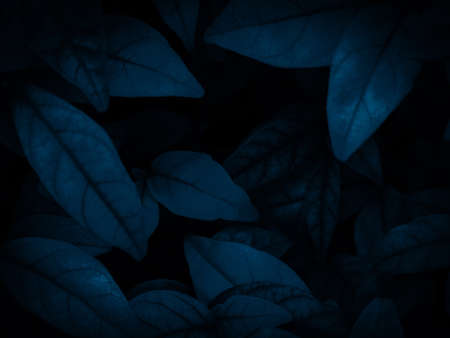 Abstract dark blue leaves background. Nature and environment concept. Minimalistic design.の写真素材