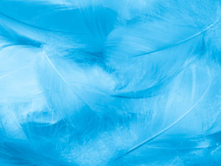 Beautiful abstract blue feathers on white background, white feather texture and blue background, feather wallpaper, blue texture banners, love theme, valentines day, gray gradientの写真素材