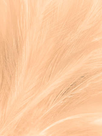 Beautiful abstract white and brown feathers on white background and soft yellow feather texture on white pattern and yellow background, feather background, gold feathers banners, bの写真素材