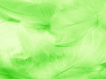 Beautiful abstract green feathers on white background, colorful feather texture on white pattern, green background, love theme wallpaperの写真素材
