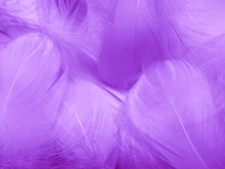 Beautiful abstract blue feathers on white background, colorful feather texture on dark pattern and purple backgroundの写真素材