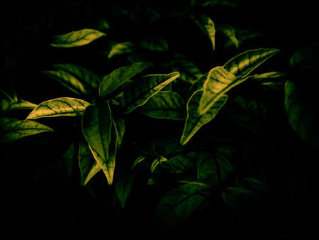 Green leaves in dark tone. Abstract background and texture for design.の写真素材