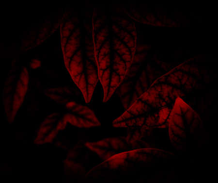 Abstract red leaves on a black background. Place for text. Nature.の写真素材