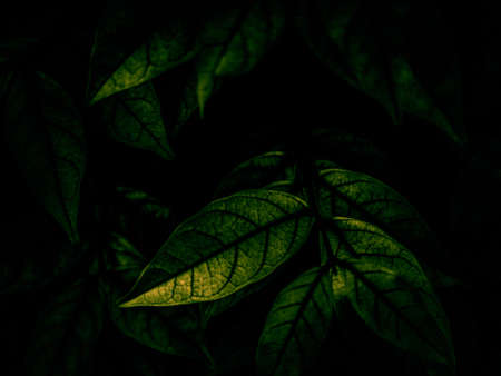 Green leaves on black background. Close-up. Nature background.の写真素材