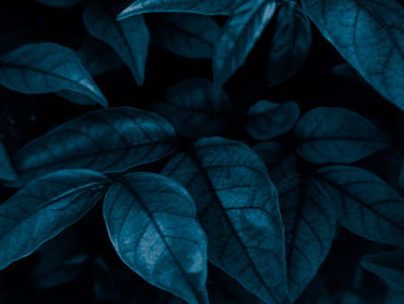Beautiful abstract color blue flowers on black background and blue leaves texture, blue background,...