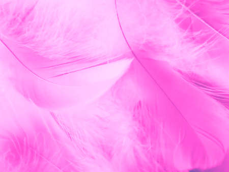 Beautiful abstract colorful white and pink feathers on white background and soft white feather texture on pink pattern and pink background, feather background, pink bannersの写真素材