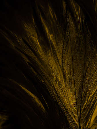Beautiful abstract yellow feathers on black background, yellow feather texture on dark pattern and yellow background, yellow feather background, yellow bannersの写真素材