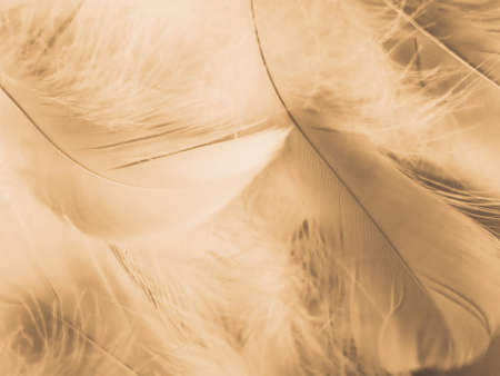 Beautiful abstract colorful white and brown feathers on white background and soft yellow feather texture on brown pattern and yellow background, yellow feather background, brown bannersの写真素材