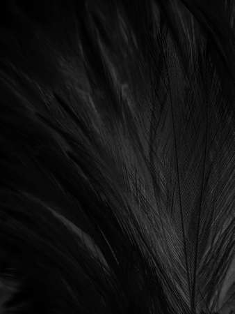 Beautiful abstract black feathers on dark background, black feather texture on dark pattern, black feather backgroundの写真素材