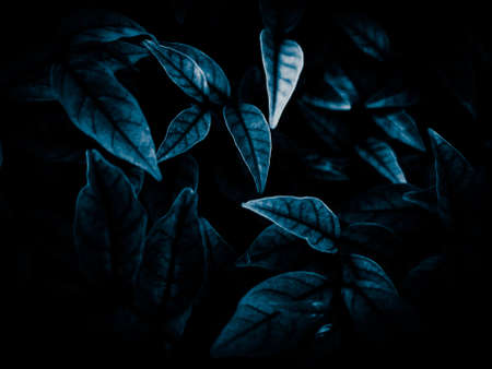 Close up of dark blue leaf texture for background. Nature and environment concept.の写真素材
