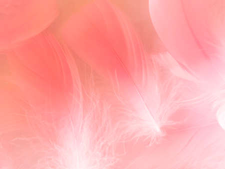 Beautiful abstract white and pink feathers on white background and soft white feather texture on pink pattern and pink background, feather background, pink bannersの写真素材