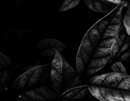 Black and white leaves texture background. Abstract nature backdrop. Minimal style.の写真素材