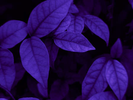Beautiful abstract blue and purple flowers on black background, black flower frame, dark leaves texture, purple background, purple background, flowers for Christmas and valentineの写真素材