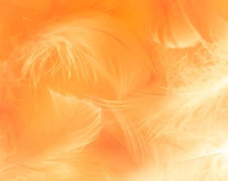 Beautiful abstract orange feathers on white background, orange feather texture on orange pattern, orange feather backgroundの写真素材