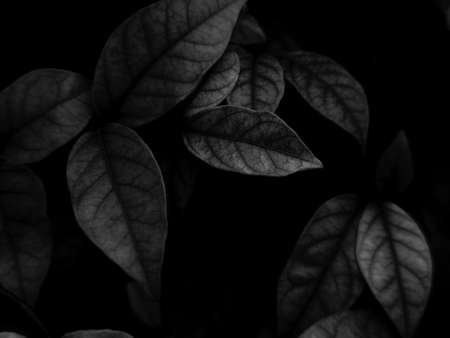 Beautiful abstract black and white flowers on black background and gray leaves texture, black and white flowers backgroundの写真素材