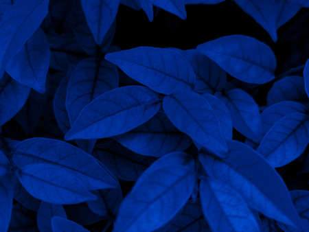 Beautiful abstract color blue flowers on black background and blue leaves texture, blue leaves background, blue leaves background, blue leaves banners, blue leaves background, blue leavesの写真素材