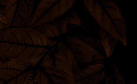 Abstract dark background with leaves. 3d rendering, 3d illustration.の写真素材