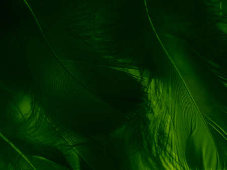Beautiful abstract green feathers on dark background, black feather texture on dark pattern and green background, feather wallpaper, green bannersの写真素材