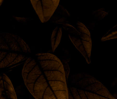 Beautiful abstract black yellow flowers on black background, gold flower frame,brown leaves texture, dark background, orange love banner, brown yellow background, flowers for Chrisの写真素材