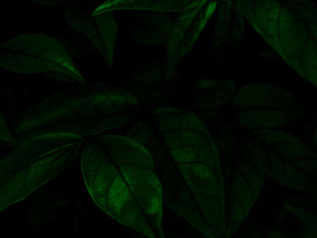 Green leaves on black background. Natural background. Dark green leaves texture.の写真素材