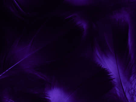 Beautiful abstract purple feathers on dark background, black feather texture on dark pattern and purple background, purple feather background, purple bannersの写真素材