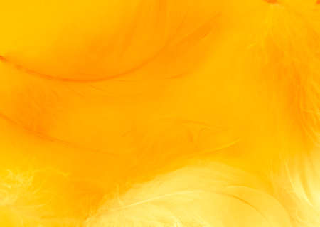 Beautiful abstract yellow feathers on white background, yellow feather texture on yellow pattern and yellow background, yellow feather background, yellow bannersの写真素材