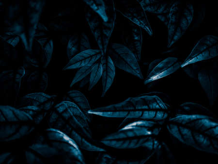 Dark blue leaves background. Nature and botany concept. Leaf textureの写真素材