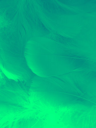 Beautiful abstract colorful white and green feathers on white background and soft white feather texture on green pattern and green background, feather background, green bannersの写真素材