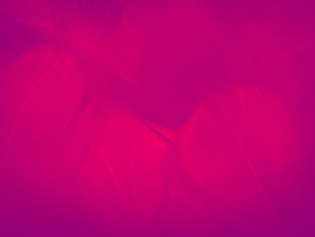Beautiful abstract color pink and purple feathers on white background and soft white feather texture on pink pattern and purple background, pink bannersの写真素材