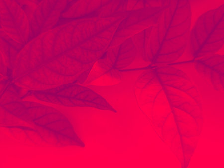 Red leaves on a pink background with copy space for text or designの写真素材
