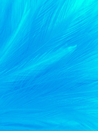 Beautiful abstract blue feathers on white background, blue feather texture on blue pattern and blue background, feather background, blue bannersの写真素材