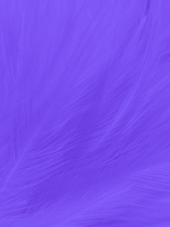 Beautiful abstract feathers on white background and soft white feather texture on pattern and purple background, feather backgroundの写真素材