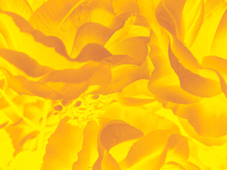 Close up of yellow rose petals. Abstract floral background for design.の写真素材