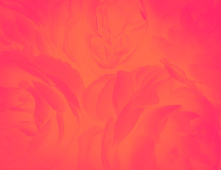 Abstract background of red peony flower petals. Vector illustration.の写真素材