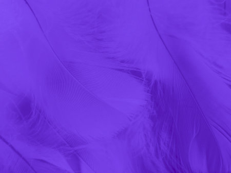 Beautiful abstract blue feathers on white background and soft white feather texture on blue pattern and purple background, feather backgroundの写真素材