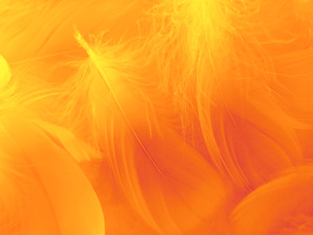 Beautiful abstract yellow and orange feathers on white background and soft yellow feather texture on yellow pattern and orange background, feather background, yellow bannersの写真素材