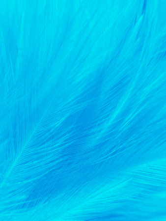 Beautiful abstract blue feathers on white background and soft white feather texture on blue pattern and blue background, feather background, blue bannersの写真素材