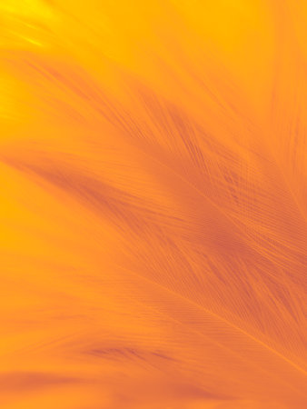 abstract orange background with soft feather texture and blurred background, feather backgroundの写真素材