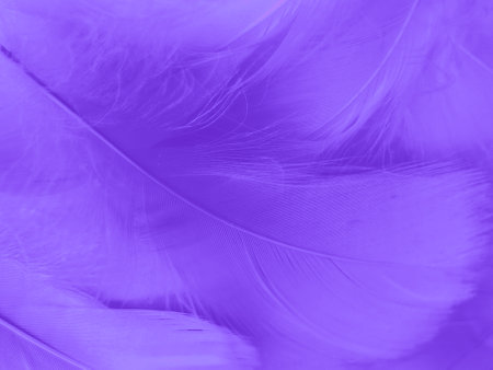 Beautiful abstract purple feathers on white background and soft white feather texture on purple pattern and purple background, feather background, purple bannersの写真素材