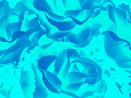 blue rose petals close-up in soft color and blur style for backgroundの写真素材
