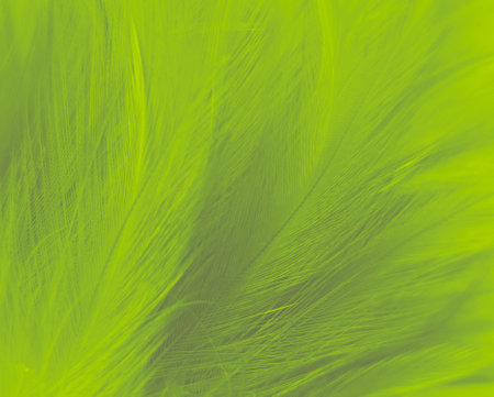close up of green feathers texture background. soft focus and blur.の写真素材