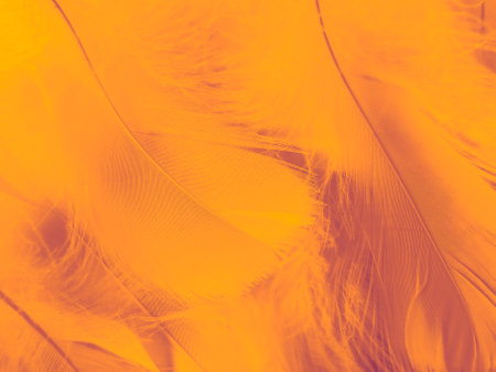 Beautiful abstract color white and orange feathers on white background and soft yellow feather texture on orange pattern and orange background, feather background, orange bannersの写真素材