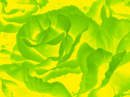 close up of yellow flower petals on a yellow backgroundの写真素材