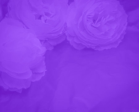 Purple background with white roses. Close-up. Copy space.の写真素材