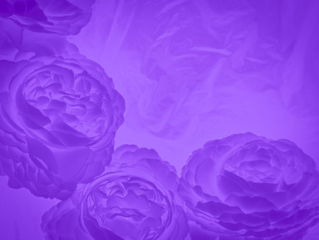 purple background with roses in soft color and blur style for graphic designの写真素材
