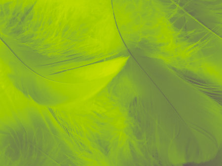 Beautiful color feathers on white background and soft feather texture on dark pattern and background, feather background, bannersの写真素材