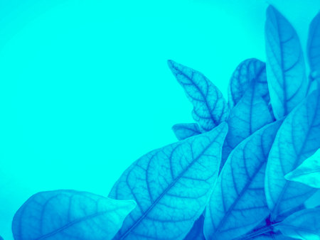 Close-up of blue leaves. Nature background. Toned.の写真素材